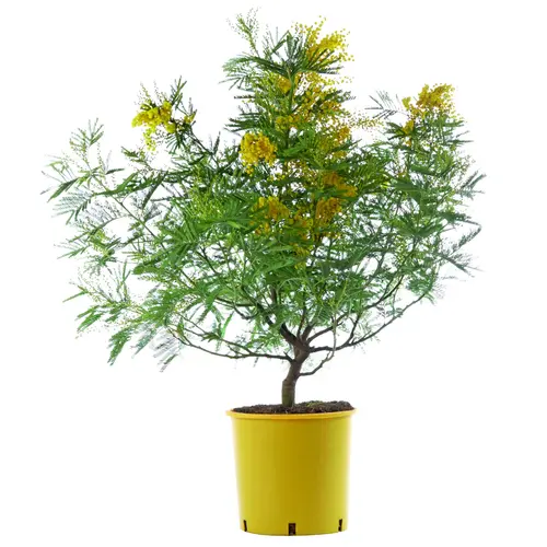 Jardin & nature:Mimosa (Acacia Dealbata). Le pot de 3 litres