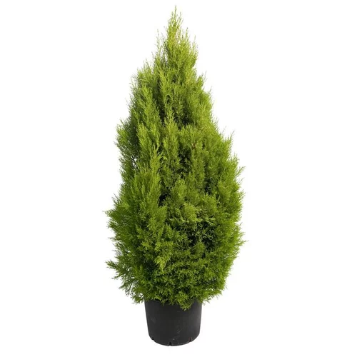 Bien dehors：Thuya Orientalis Pyramidalis Aurea 125 cm pot de 15 L