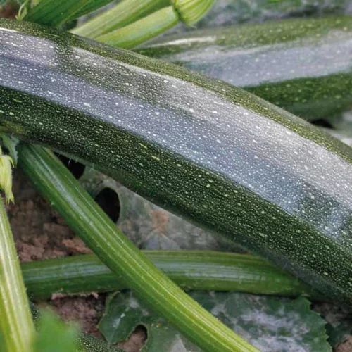 Nature facile：Courgette Tempra Bio. Le pot de 10,5 cm