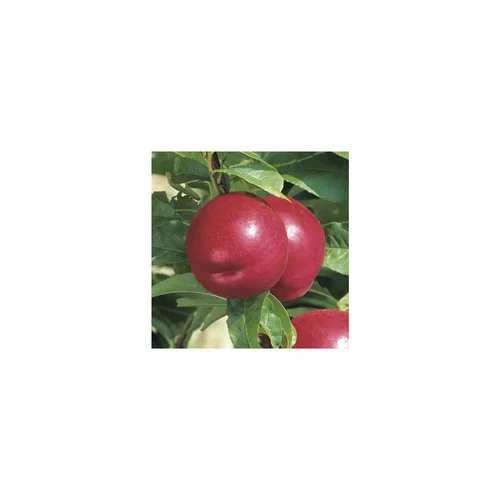 Choix malin：Nectarinier Nectared 6 ®. Le pot de 12 litres, forme gobelet