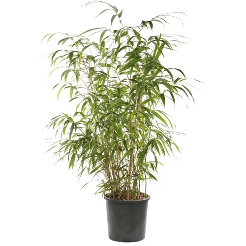 Jardin loisirs:Bambou Fargesia Scabrida Asian Wonder. Le pot de 12 litres