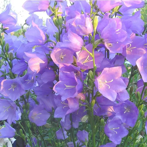 Jardin à découvrir：Campanula Persicifolia Hakion (Bleu) - Le pot de 1 litre