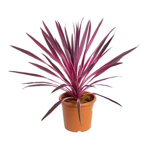 Facile au jardin:Cordyline Australis Red Star en pot de 9 L rouge