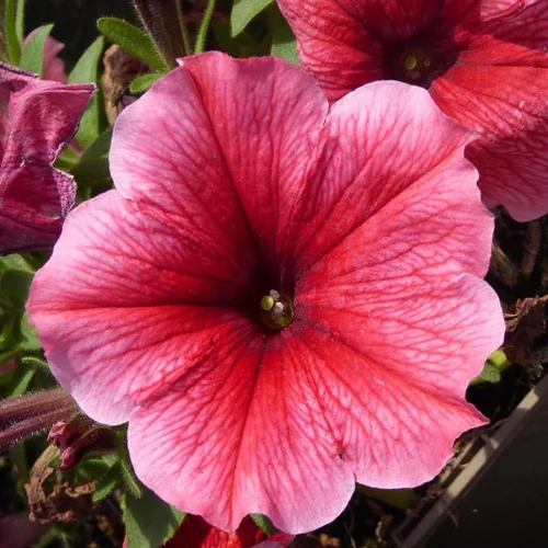 Simple pour le jardin:Petunia retombant - Le pot de 4,6 litres