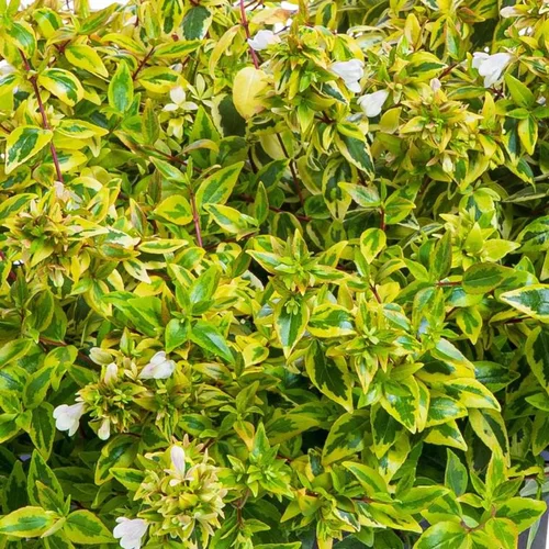 Pour vivre dehors：Abelia Gamme Générale. Le pot de 4 litres
