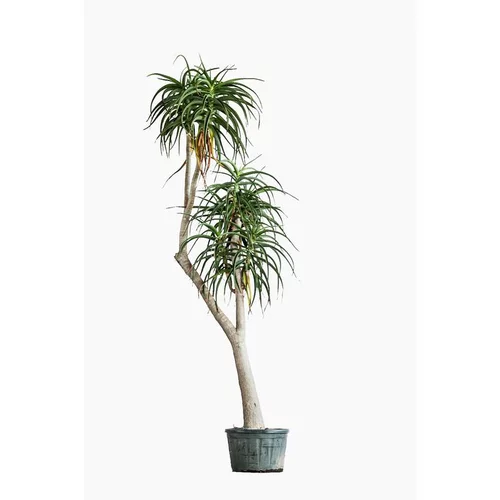 Extérieur pratique:Aloe Bainesii en pot de 120 L vert