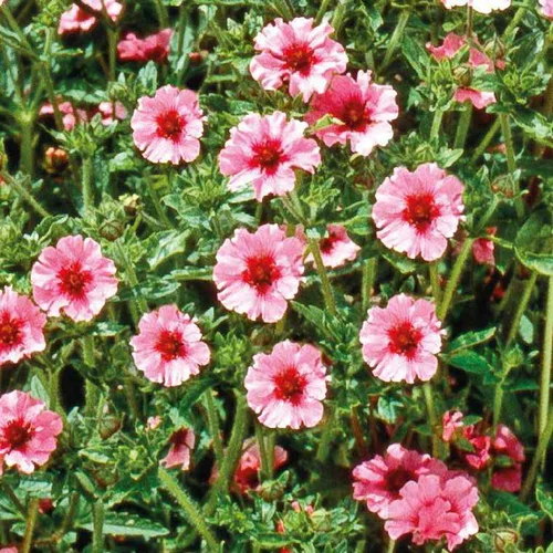 Pour votre extérieur：Potentille Rose - Le pot de 9 x 9 cm