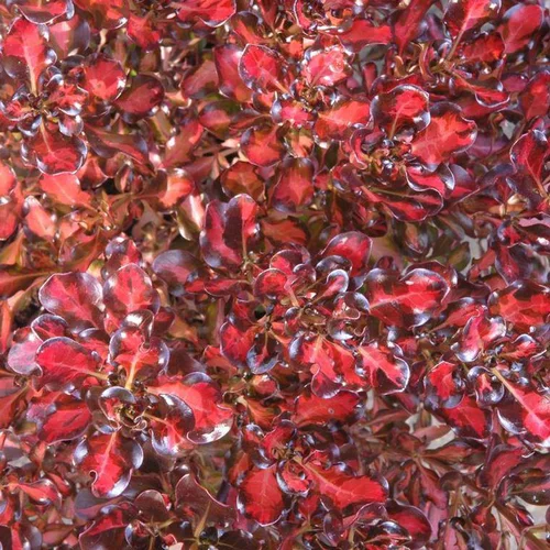 Une idée maline pour le jardin:Coprosma Repens Pacific Sunset multicolore en pot de 4 L