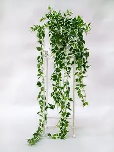 Pour un jardin bien organisé:Peperomia Rotundifolia. Le pot de Ø 6 cm