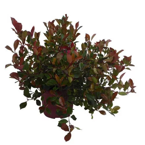 Nature pour le jardin：Photinia Fraseri Little Red Robin rouge en pot de 2 L