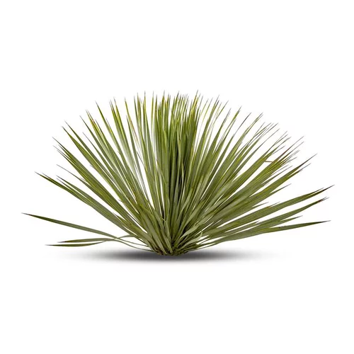 Jardin au naturel：Yucca Rostrata 80/100 cm en pot de 30 L