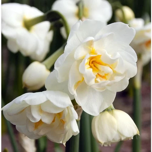 Confort dehors：Narcisse Bridal Crown - Le pot de 10,5 cm