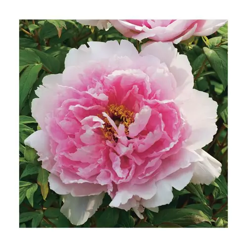 Déco au jardin:Pivoine rose clair - Le pot de 5 litres