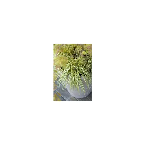 Spécial jardin：Carex Evergold jaune. Le pot de 2 litres