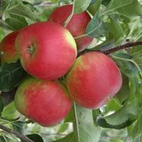 Vie au jardin：Pommier Delbard Celeste® Deltana. Le pot de 15 litres, forme 1/2 tige