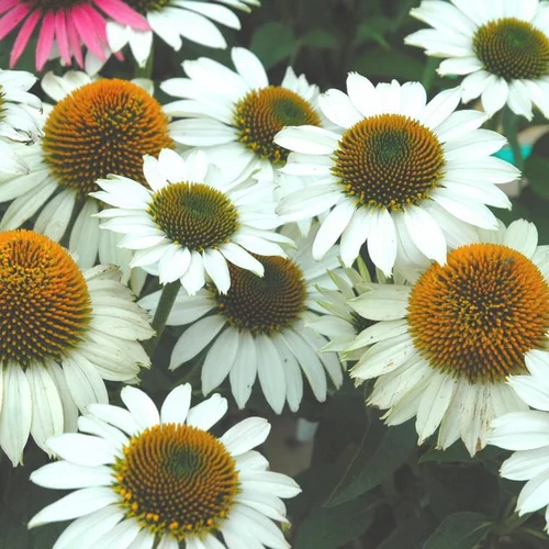 Sélection pour le jardin：Echinacea Purpurea Powwow White - Le pot de 2 litres