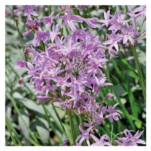 Qualité pour le jardin：Tulbaghia - Le pot de 9 x 9 cm