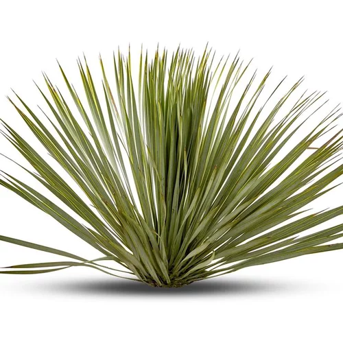 Solution extérieur：Yucca Rostrata en pot de 25 L