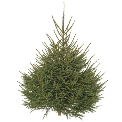 Adapté au jardin：Sapin de Noël naturel coupé Épicéa - de 125 à 150 cm