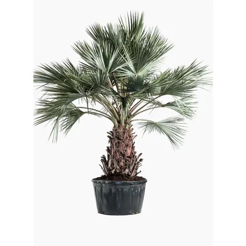 Jardin et nature:Palmier bleu (Brahea Armata) 80/100. Le pot de 250 litres