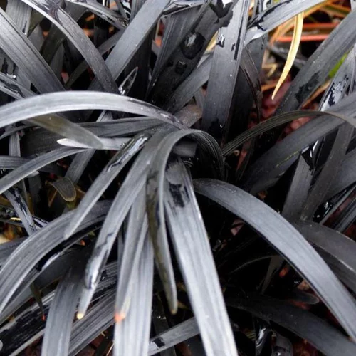 Pour le jardin:Ophiopogon Planiscapus Nigrescens (Barbe de serpent) en pot de 3 L noir
