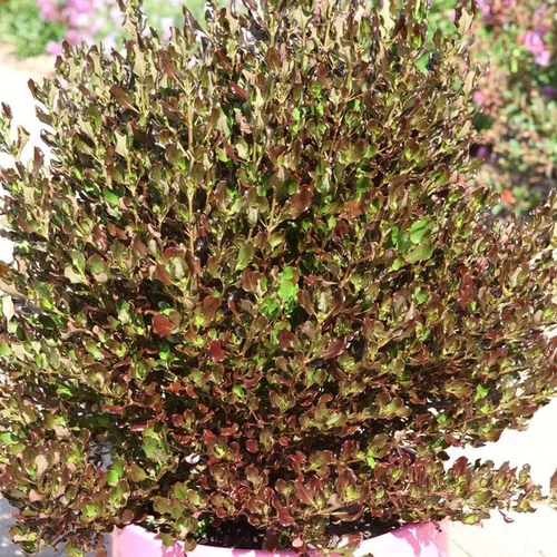 Pour mieux organiser votre jardin：Coprosma Pacific Night. Le pot de 4 litres