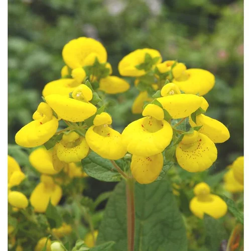 Pour tous vos besoins jardin:Calcéolaire (Petite pantoufle ou Petit soulier) à fleurs multicolores - Le pot de 1 litre