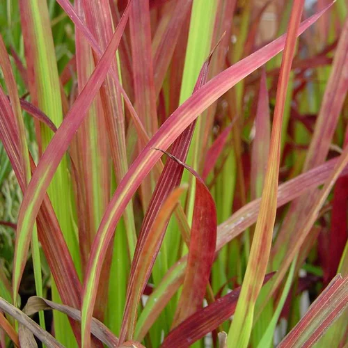 Pour un jardin plus agréable:Imperata 'Red Baron' - Le pot de 1 litre