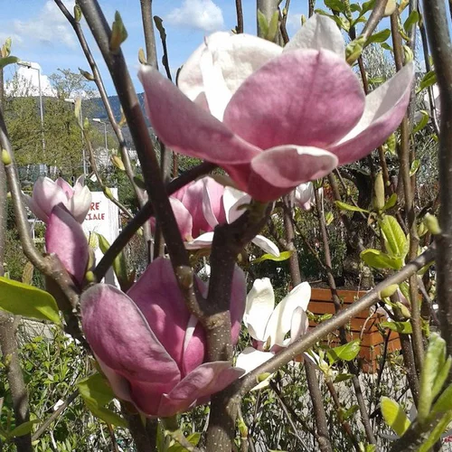 Style nature:Magnolia de Soulanges Rustica rubra rose. Le pot de 15 litres