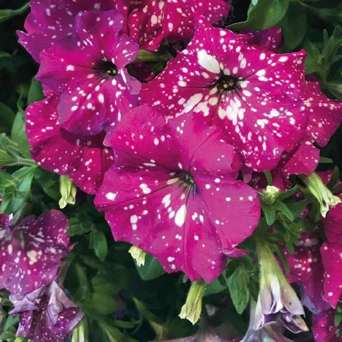 Maison & jardin:Petunia baby doll - Le pot de 9 x 9 cm