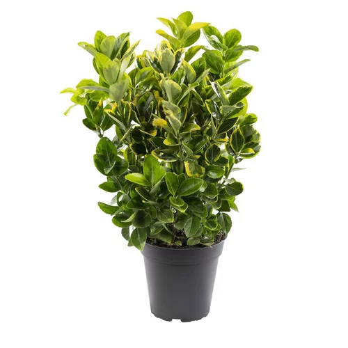 Qualité jardin：Euonymus variés. En pot de 1 litre