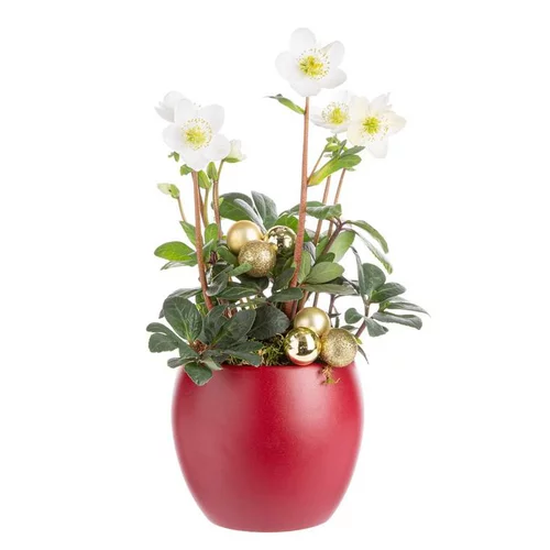 Choix malin:Composition de Noël hellebore multicolore pot en céramique rouge