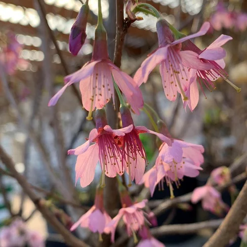 Solution utile：Cerisier à fleurs Prunus Serrulata Okame. Le pot de 15 litres
