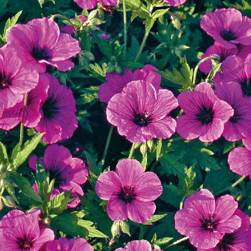 Nature extérieur：Geranium Cinereum - Le pot de 9 x 9 cm