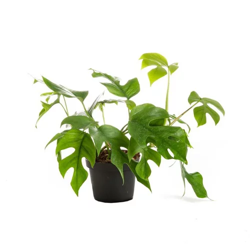 Jardin facile:Philodendron minima – Pot de Ø12 cm