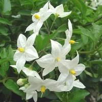 Jardin essentiel:Solanum faux jasmin tige - Le pot de 3 litres