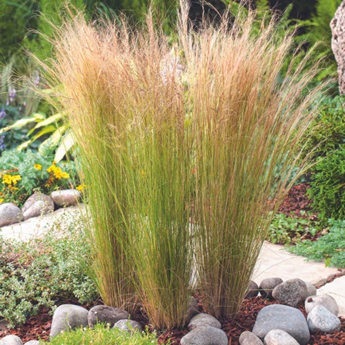 Les indispensables du jardin:Cheveux-d'Ange vert botanic®. Le pot de 7,5 litres