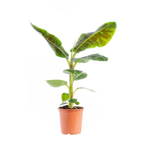 Bien pensé extérieur：Musa Bananier pot Ø21xH120 cm