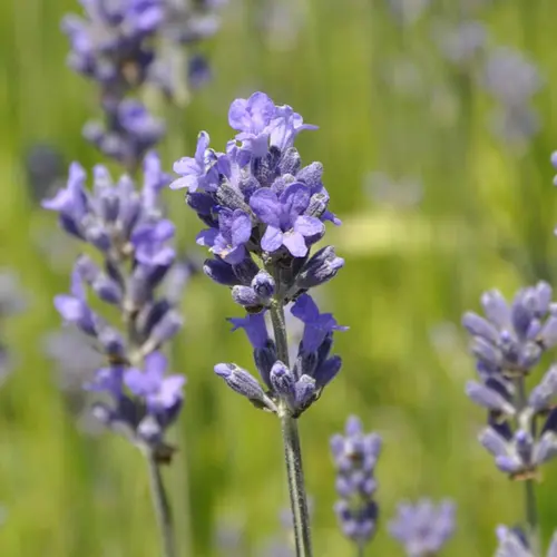 Pour donner du style à l’extérieur:Lavande Angustifolia coloris bleu – 3 L