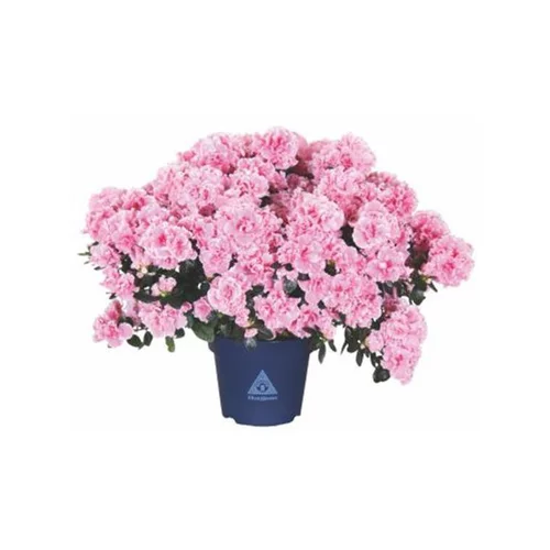 Pour un jardin bien organisé：Azalée collection. Le pot de 15 cm