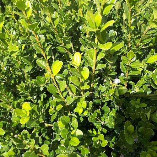 Utile pour le jardin:Buxus Sempervirens (Buis commun) pyramide en pot de 7 L vert