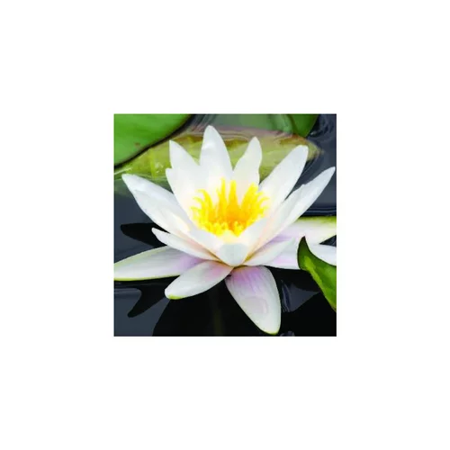 Qualité jardin：Nénuphar 3L blanc