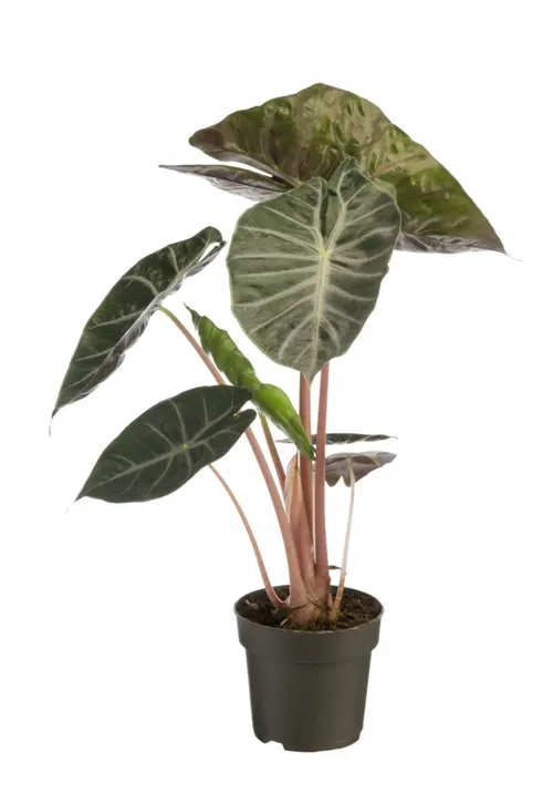 Qualité pour le jardin:Alocasia Pink Dragon vert. Le pot Ø 14 cm