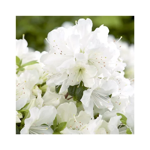 Extérieur solution:Azalea japonica dorothy haiden rose en pot de 5 L