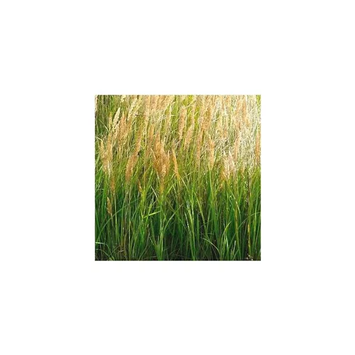 Un essentiel du jardin：Graminées différentes variétés. Le pot de 3 litres