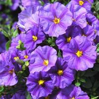 Utile pour l’extérieur：Solanum Rantonnetii - Le pot de 2 litres