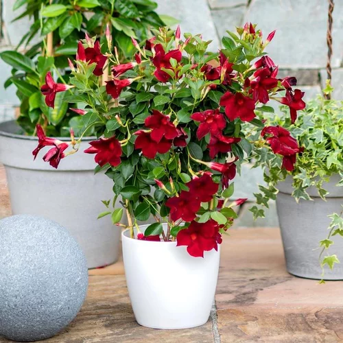 Pour tous vos besoins jardin:Dipladénia Diamntina Espallier - Le pot de 2 litres
