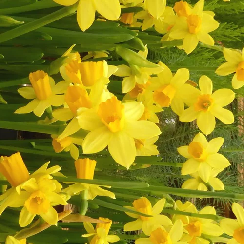 Jardin équipement:Narcisse Tete A Tete - Le pot de 20 cm