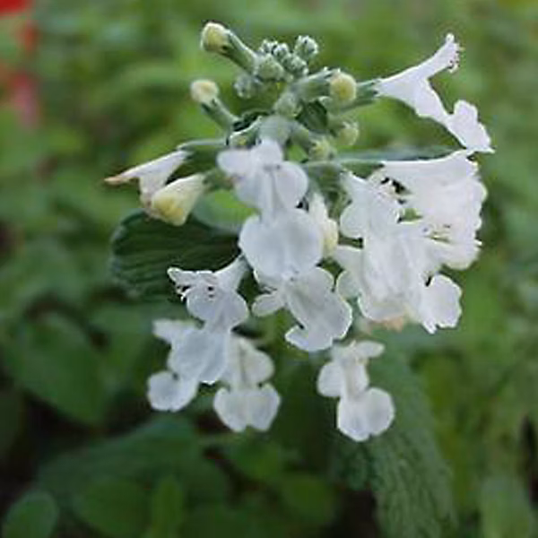 6 x Herbe à chat | Nepeta 'Snowflake' – godet 9cm x 9cm