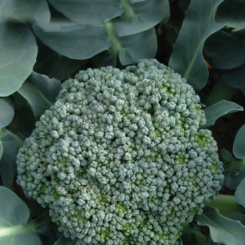 Pour tous les jardins:Chou Brocoli A Jets Vert Belstar Bio. La barquette de 3 plants